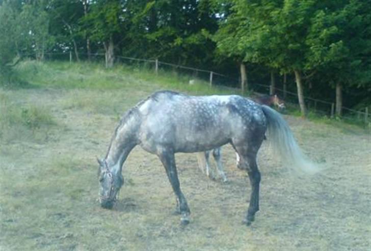 Fuldblod (XX) Starlight *RIP smukkeste* - Aaaaah sommerfold billede 11