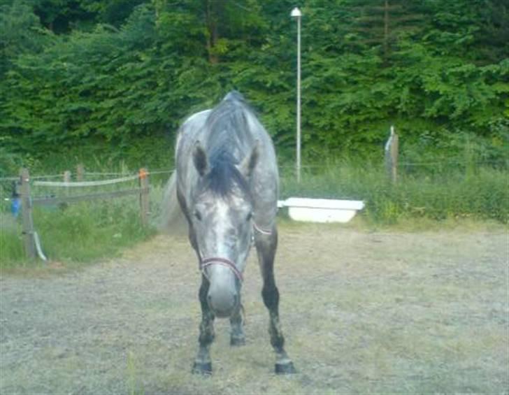 Fuldblod (XX) Starlight *RIP smukkeste* billede 12