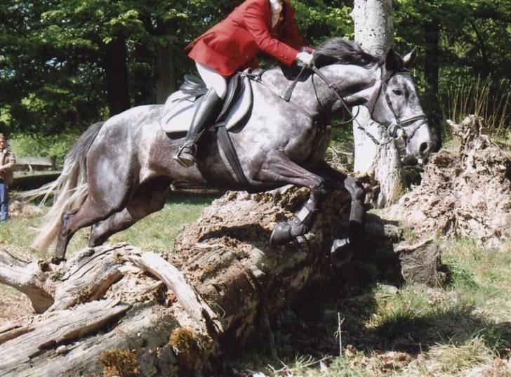 Fuldblod (XX) Starlight *RIP smukkeste* - Jagt med tidligere rytter billede 13