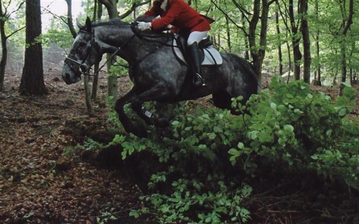 Fuldblod (XX) Starlight *RIP smukkeste* - Jagt med tidligere rytter billede 14