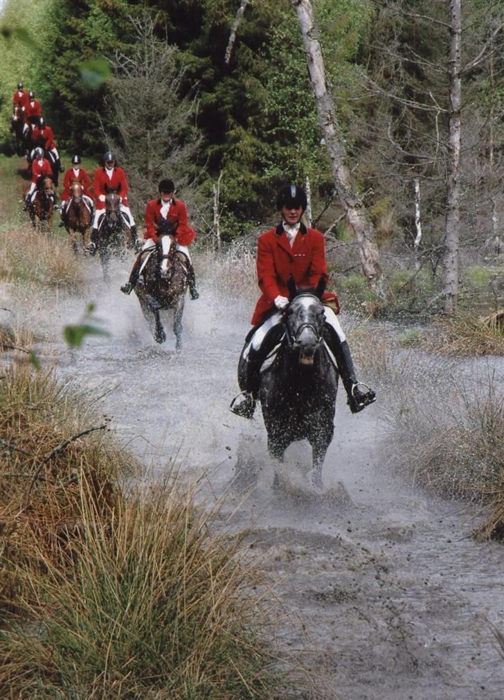 Fuldblod (XX) Starlight *RIP smukkeste* billede 15