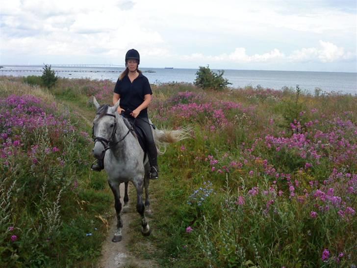 Fuldblod (XX) Starlight *RIP smukkeste* - Sommer på Amager billede 16