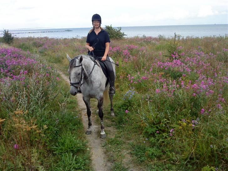 Fuldblod (XX) Starlight *RIP smukkeste* billede 17