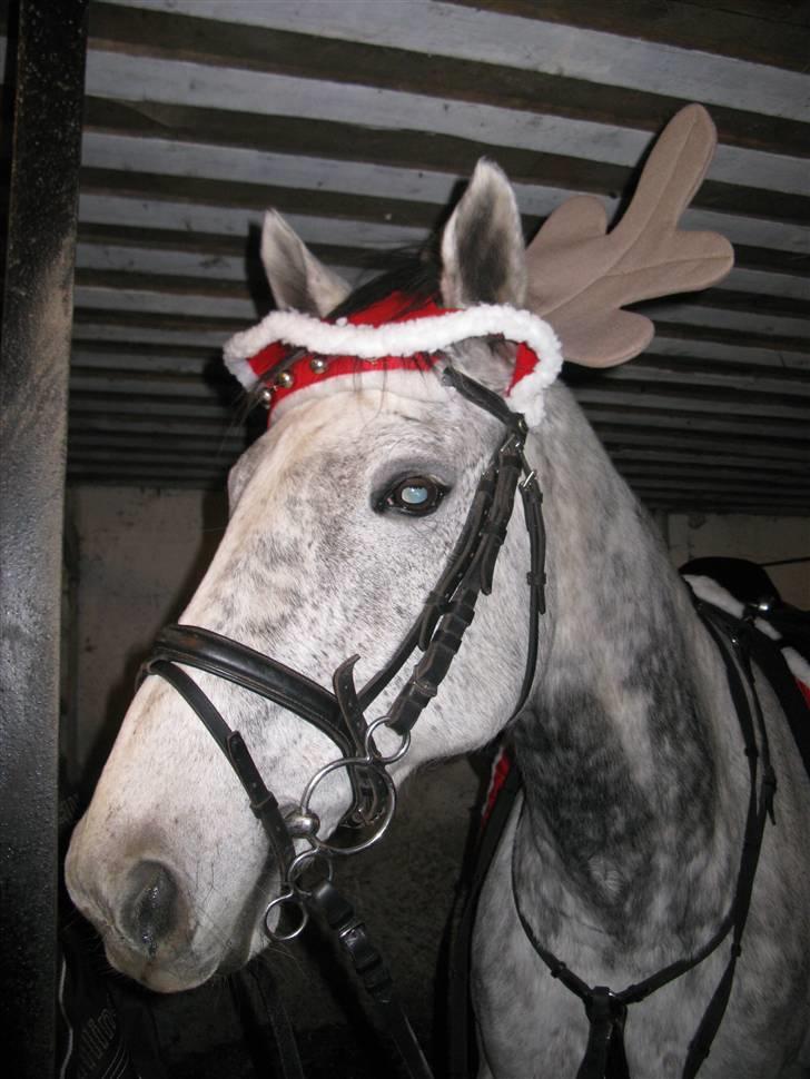 Fuldblod (XX) Starlight *RIP smukkeste* - Dumt træk at sætte gevir på en fuldblodshest - hun blev lidt tosset da hun begyndte at mærke vægten... Ups billede 18