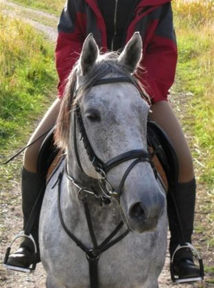 Fuldblod (XX) Starlight *RIP smukkeste* billede 19