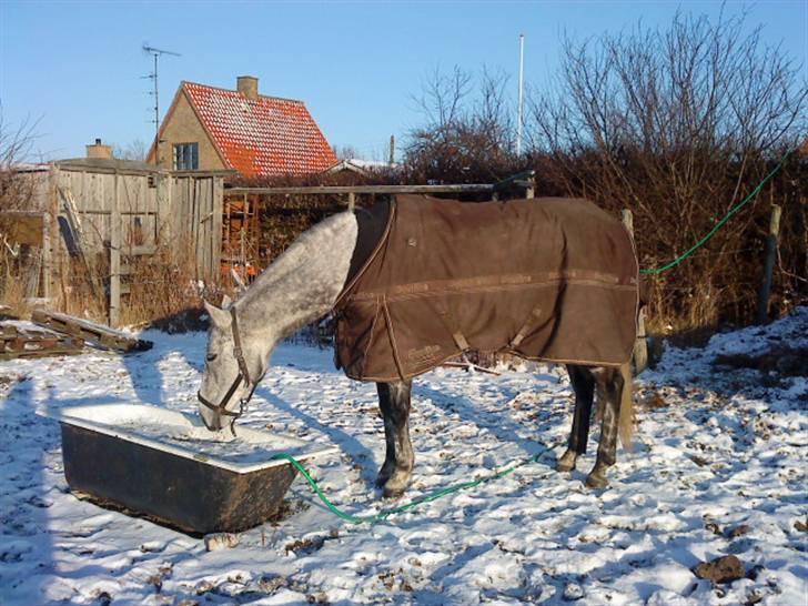 Fuldblod (XX) Starlight *RIP smukkeste* - Snefold billede 20