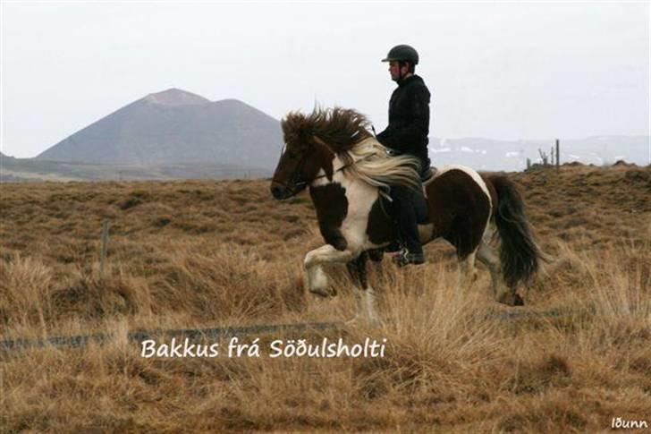 Islænder Bakkus f Söðulsholti (solgt)  - - Velkommen, til Bakkus´s profil :)  billede 1