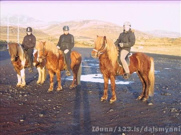 Islænder Bakkus f Söðulsholti (solgt)  - - På tur med Funi frá Dalsmynni og Sindri frá Keldudal, alle tre hingste. billede 5