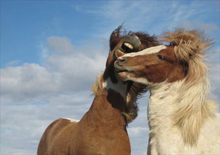 Islænder Bakkus f Söðulsholti (solgt)  - - Bakkus med sin ven Ábóti. billede 6