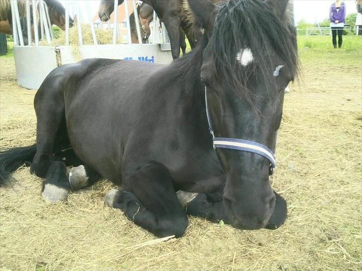 Anden særlig race Moonlight <3 t billede 11