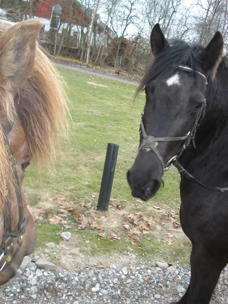 Anden særlig race Moonlight <3 t billede 13