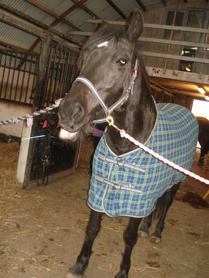 Anden særlig race Moonlight <3 t billede 14
