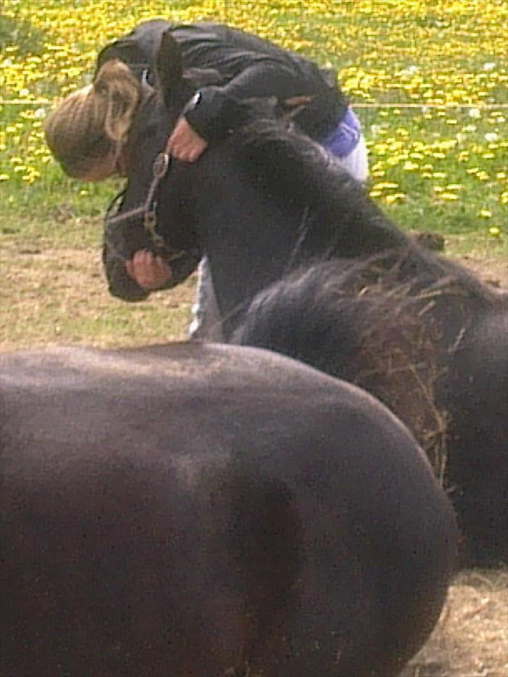 Anden særlig race Moonlight <3 t billede 15