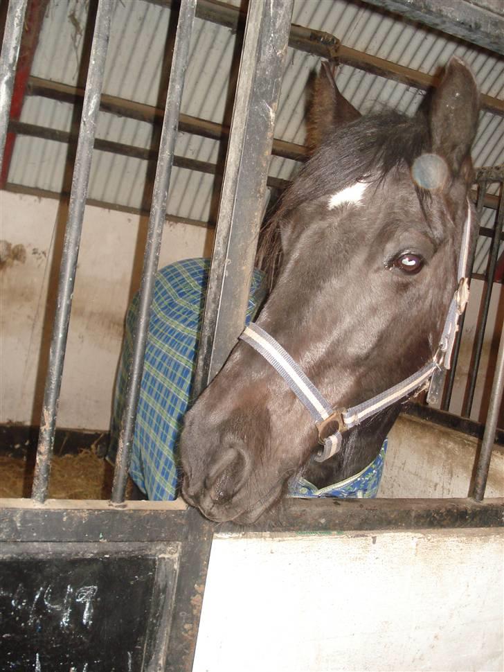 Anden særlig race Moonlight <3 t billede 17