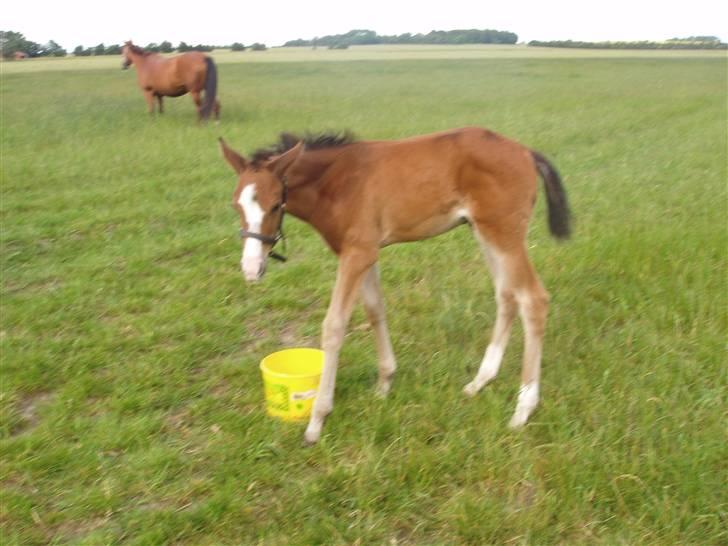 Trakehner Chopinja billede 1