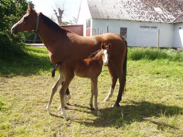 Trakehner Chopinja - CHOPINIANA M. FØL i dag gammel billede 2