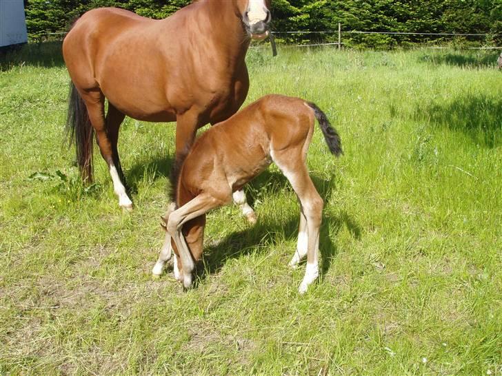 Trakehner Chopinja billede 3