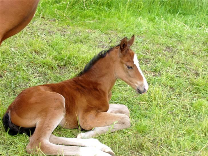 Trakehner Chopinja billede 4