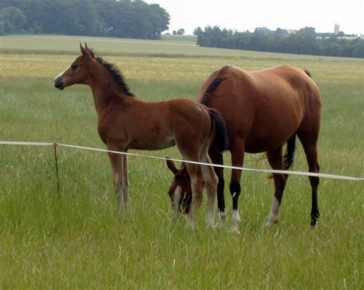 Trakehner Chopinja - Chopinja 1½ måned  billede 5