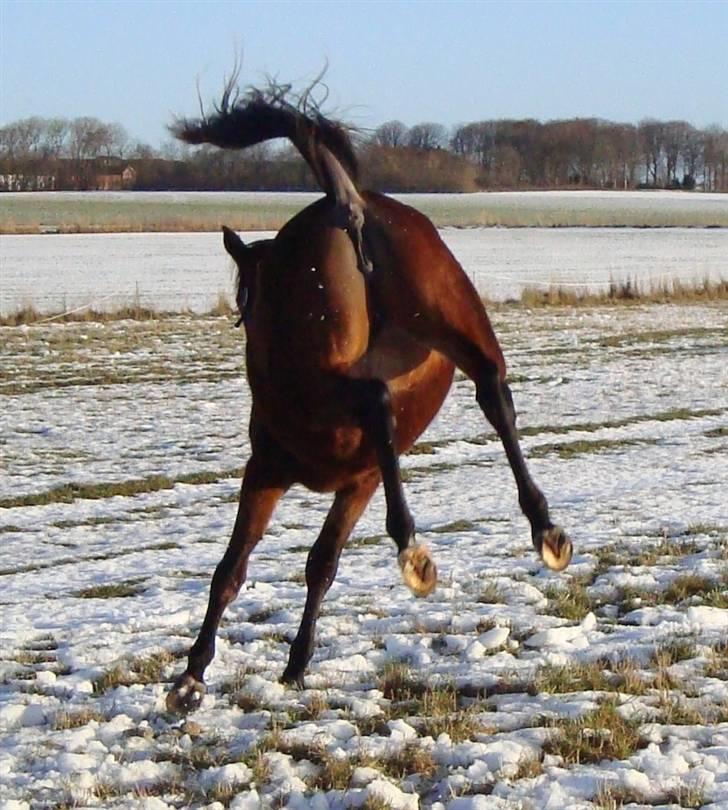 Trakehner Chopinja - I ka´ rende mig de mest intime steder. Dec.09 billede 6