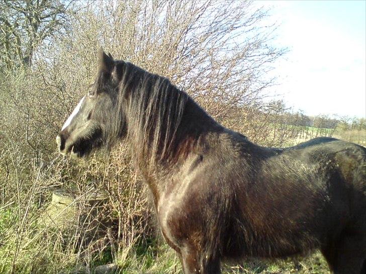 Irish Cob Kloster's Maxi - *vikarhesten* billede 3