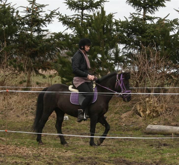 Anden særlig race Quite Beauty* solgt* billede 5