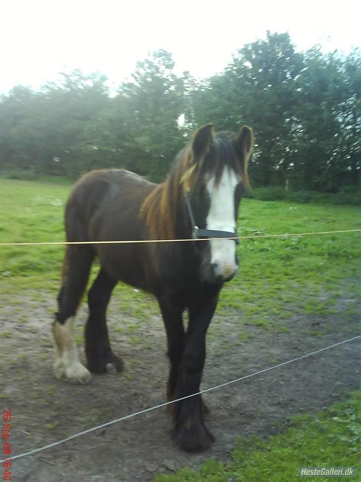 Irish Cob Kloster's Maxi - *vikarhesten* billede 4
