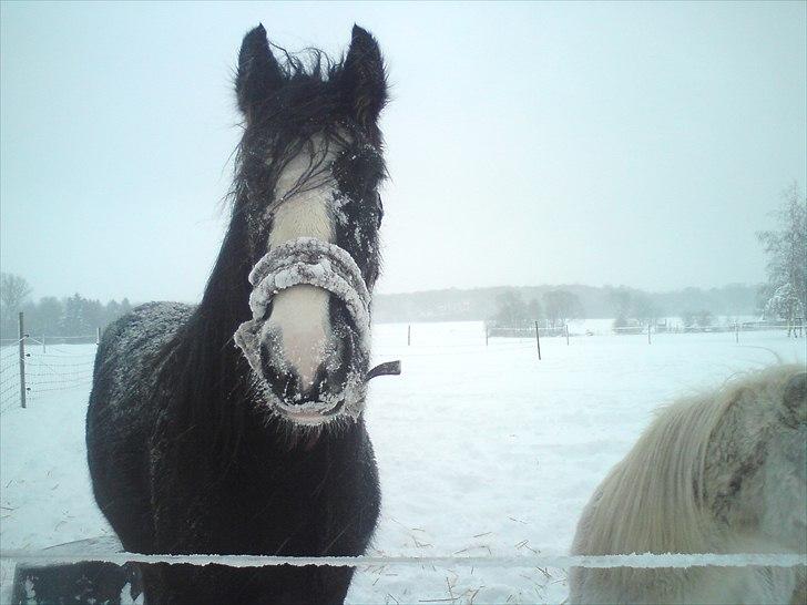 Irish Cob Kloster's Maxi - *vikarhesten* billede 5