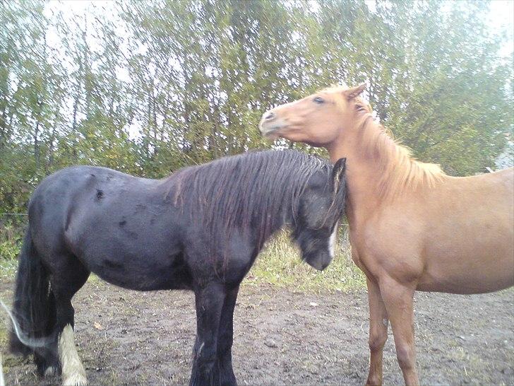 Irish Cob Kloster's Maxi - *vikarhesten* - sommerfold 2010 billede 6