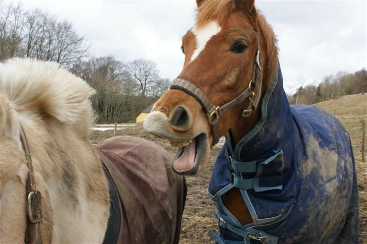 Anden særlig race Alfi - Ikke en helt normal pony! Haha <3 billede 8