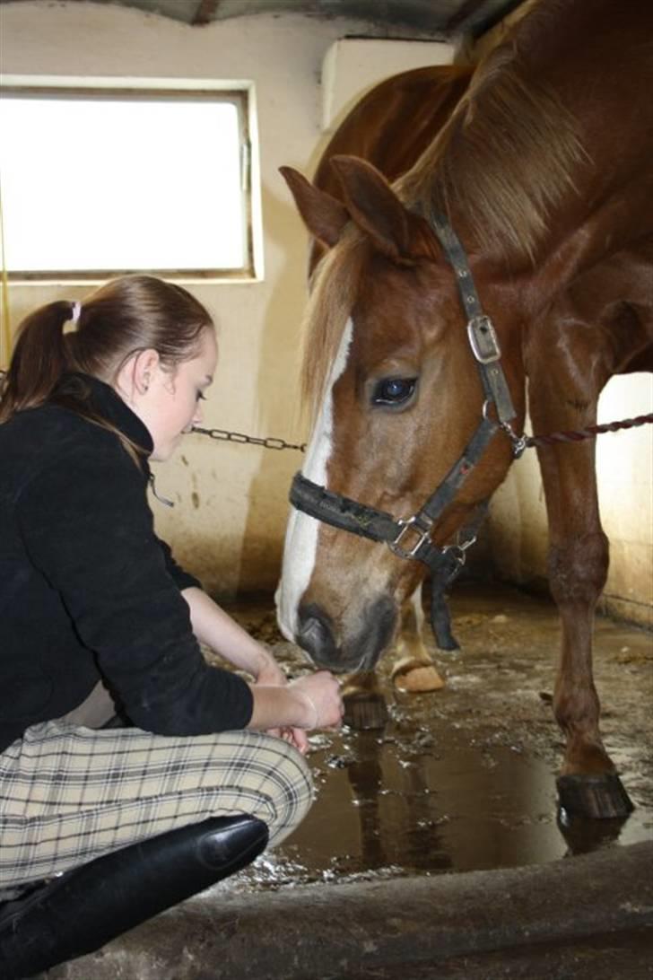 Dansk Varmblod Gaston Nørgaard  billede 9