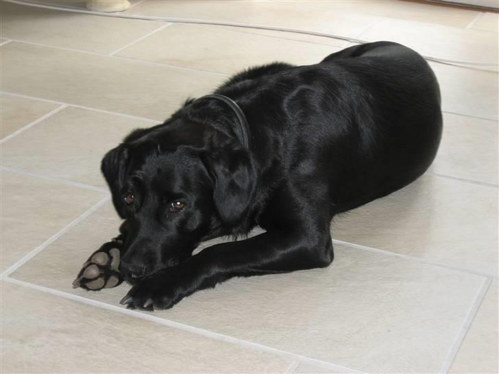 Anden særlig race Kasper  - Min dejlige vovse Smilla :o) billede 9