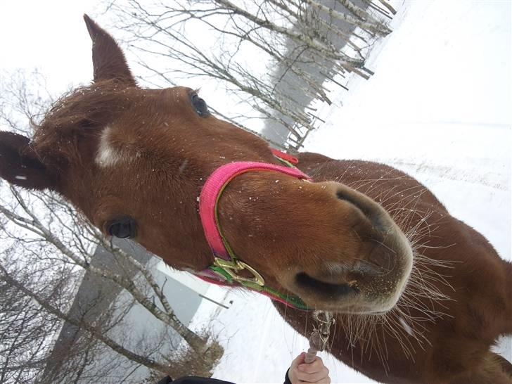 Anden særlig race Fanta *SOLGT :'(*  - Verdens sødeste pony :* Elsker dig over alt på denne jor´d min Fanta skat <33 billede 13