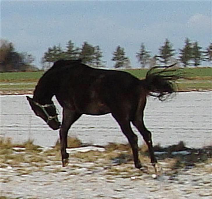 Hannoveraner Sarilida - Dec 09. første sne. Se mor, jeg svæver! billede 7