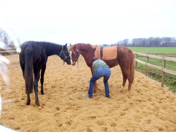 Hannoveraner Sarilida - Spændende at prøve noget nyt. 09 billede 8