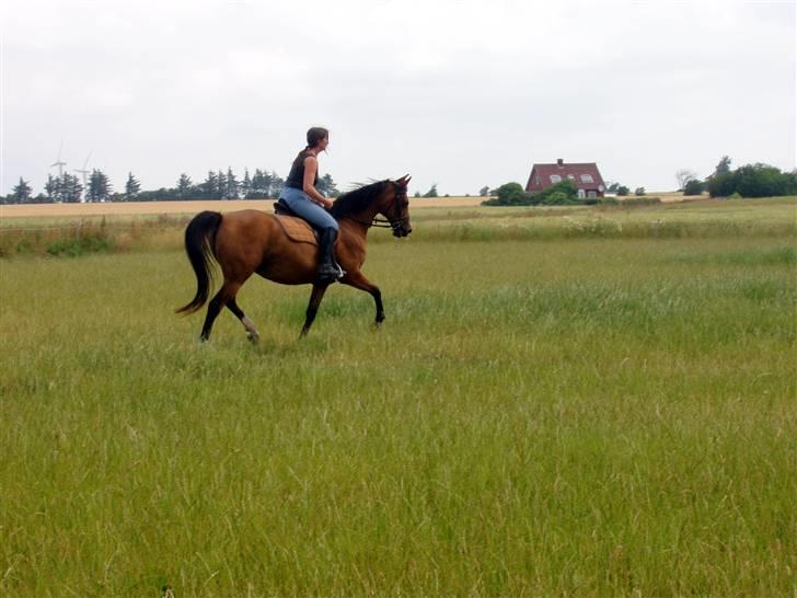 Arabisk fuldblod (OX) Mechta Solgt til opdrætteren. - Jette på Mechta sommer 09 billede 7