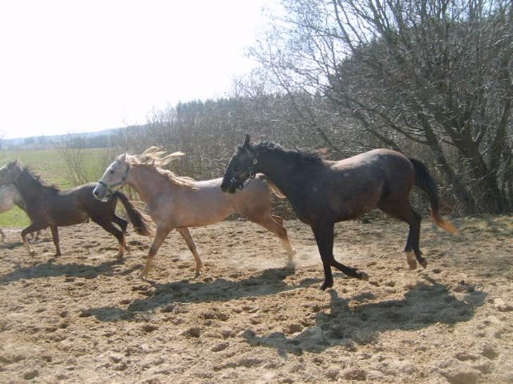 Anglo Araber (AA) Butterhill's Barbiegirl billede 14