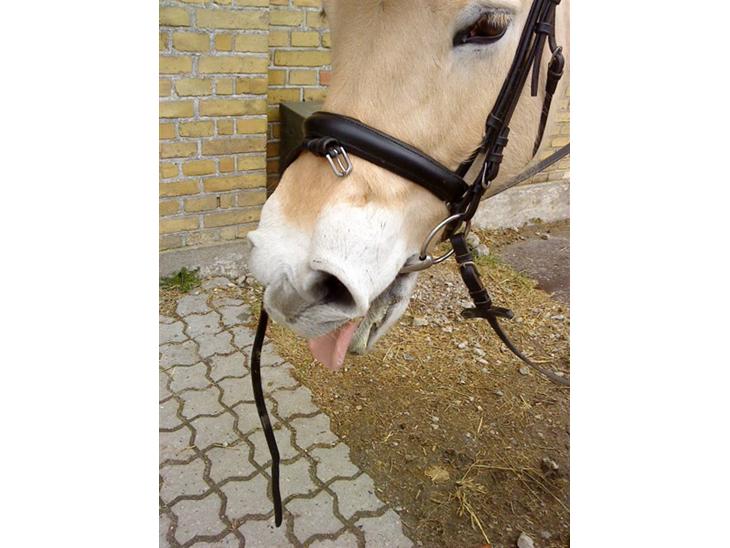 {{currentPhoto.altText}} billede {{currentPhoto.number}}