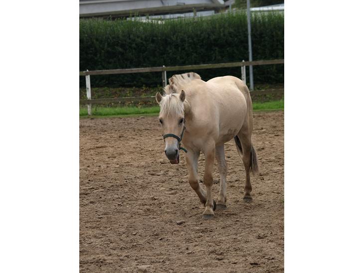 {{currentPhoto.altText}} billede {{currentPhoto.number}}