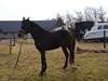 Anden særlig race Lady byttet væk  [Tidl. hest]