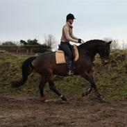 Dansk Varmblod Heartbreaker's Avalon