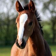 Dansk Varmblod Gørklintgårds Jumeriah 