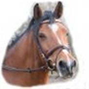 Oldenborg Courage D´amour ( Josh)