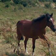 Oldenborg Courage D´amour ( Josh)