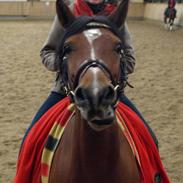 Oldenborg Courage D´amour ( Josh)