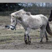 Islænder Gráni fra Remmerstrand