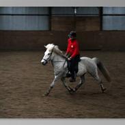 Islænder Gráni fra Remmerstrand