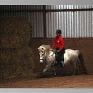 Islænder Gráni fra Remmerstrand
