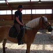 Haflinger Haffer Steph <3