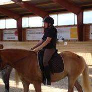 Haflinger Haffer Steph <3